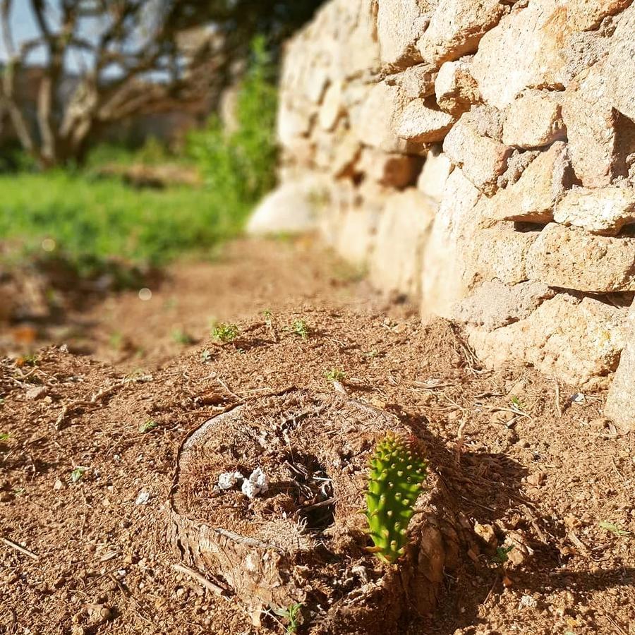 Villa Sprafundu La Maddalena  Exterior photo